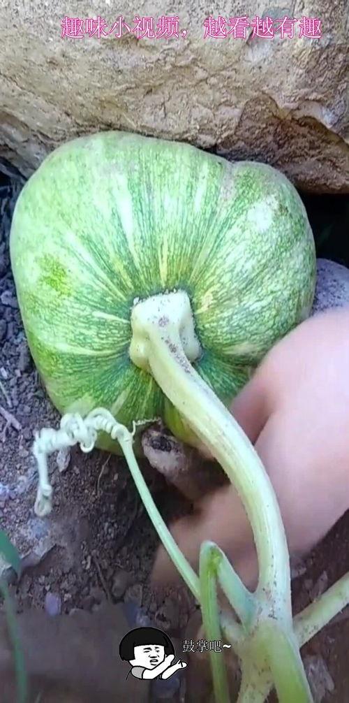 石头吃瓜,一场别开生面的美食之旅